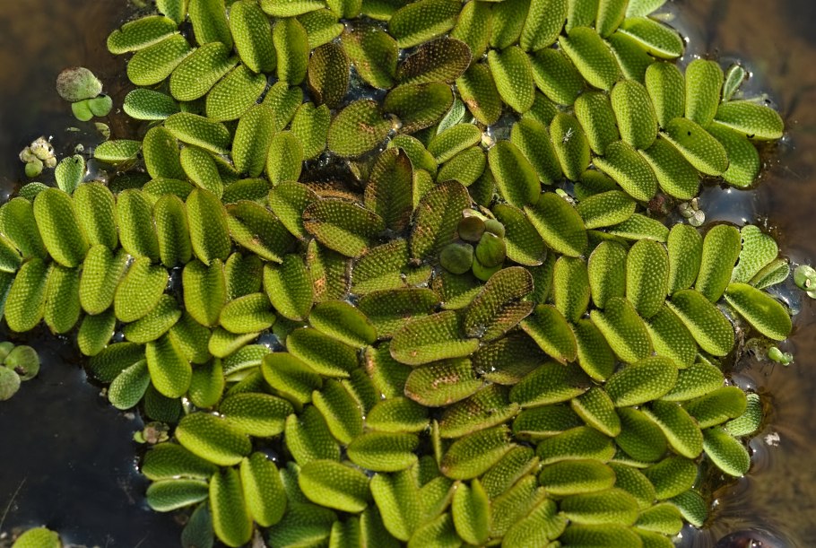 Папоротник Сальвиния