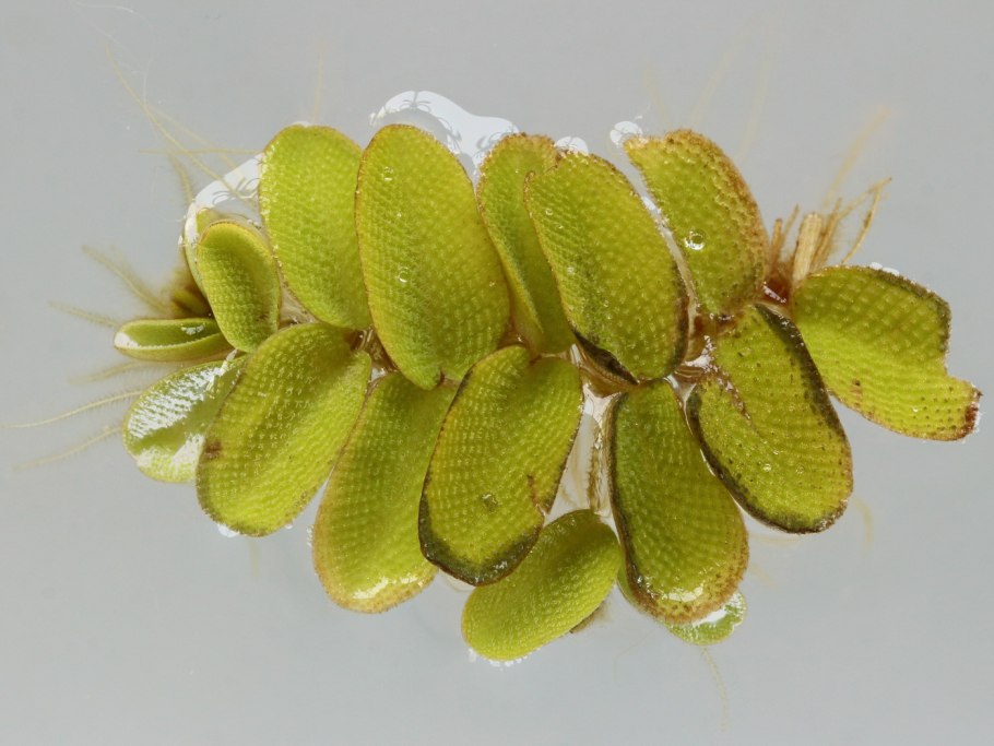 Salvinia natans