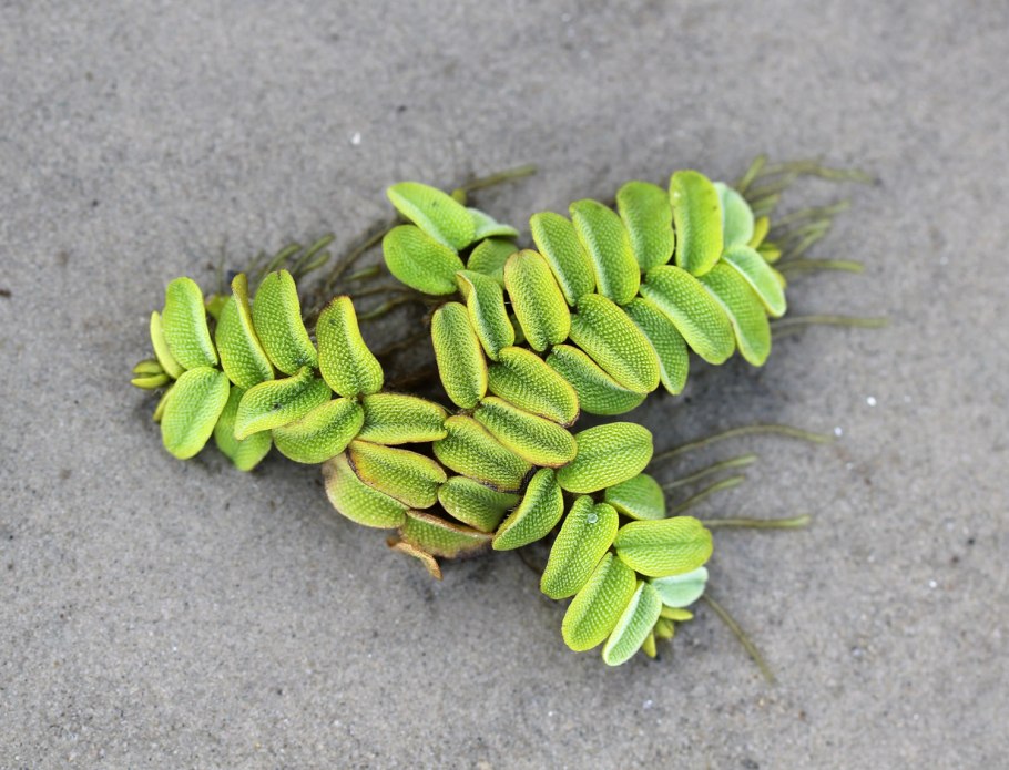 Сальвиния ушастая