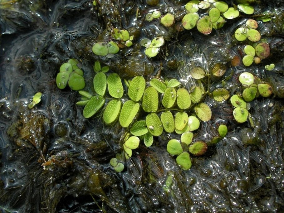 Сальвиния гигантская