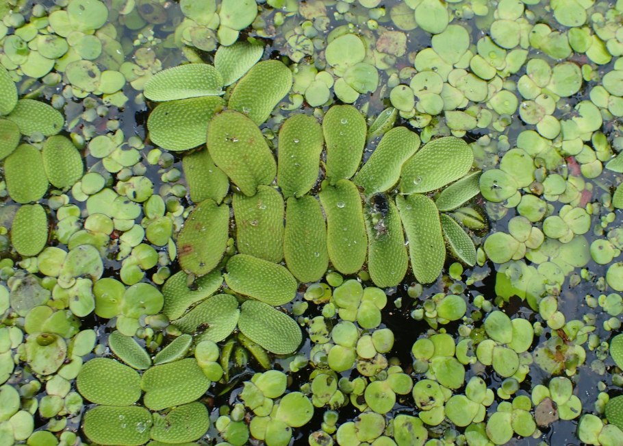 Сальвиния верхоплавка