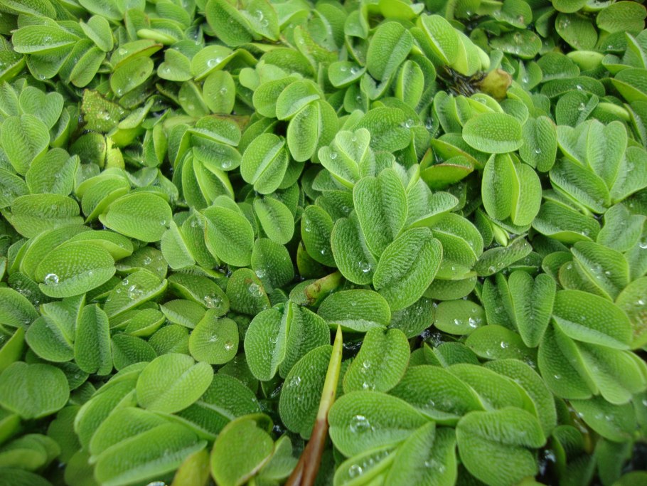 Сальвиния верхоплавка