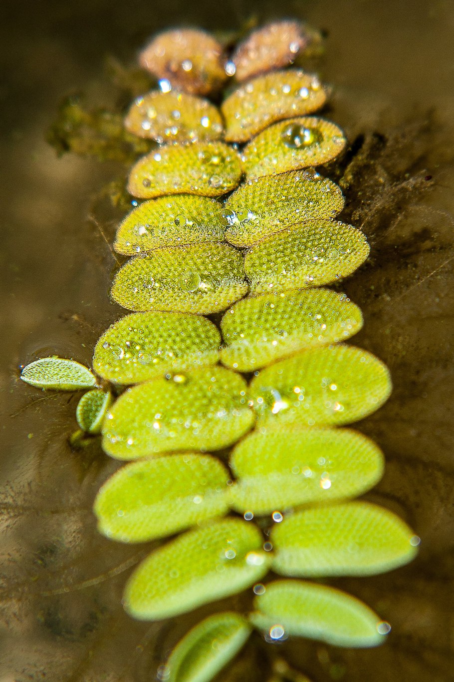 Сальвиния клобучковая