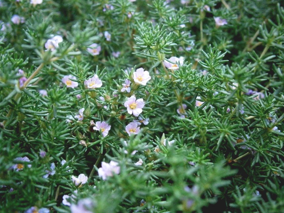 Франкения порошистая