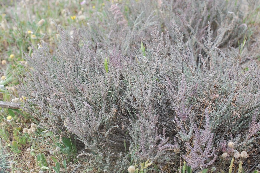 Франкения порошистая