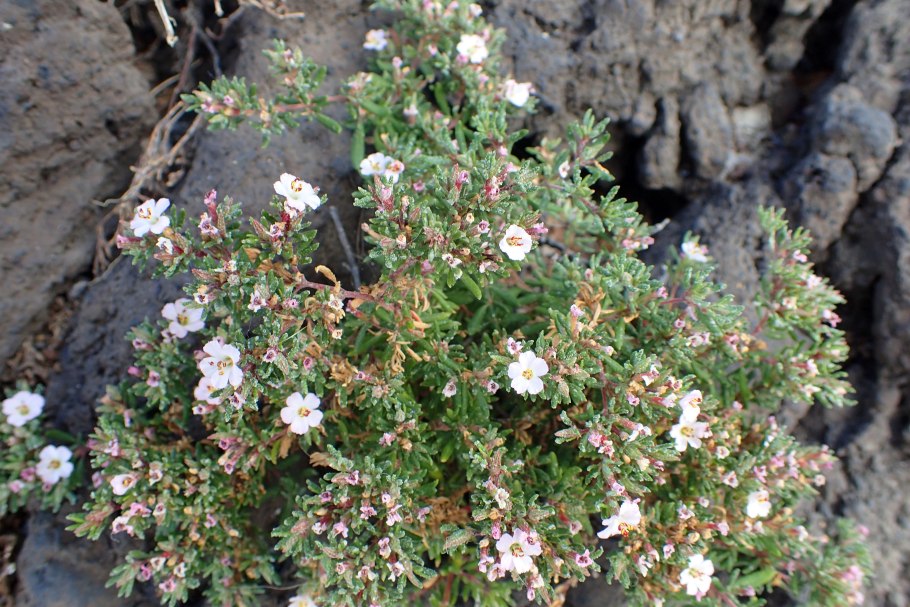 Франкения Думоса