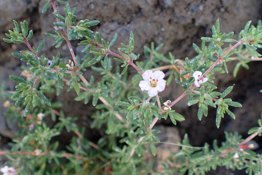 Teucrium asiaticum