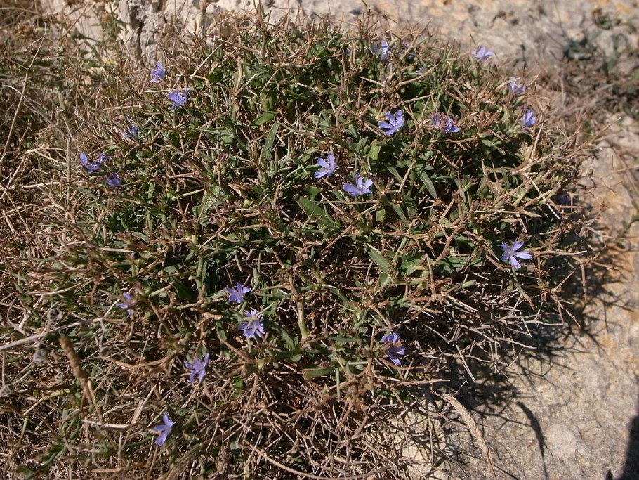 Cichorium spinosum