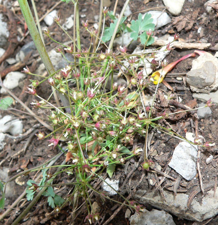 Androsace septentrionalis