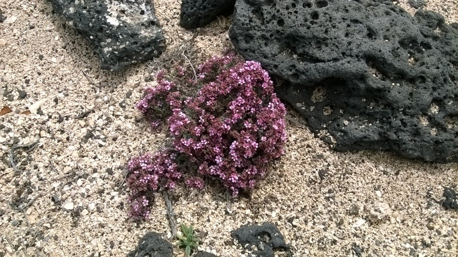 Проломник Северный трава