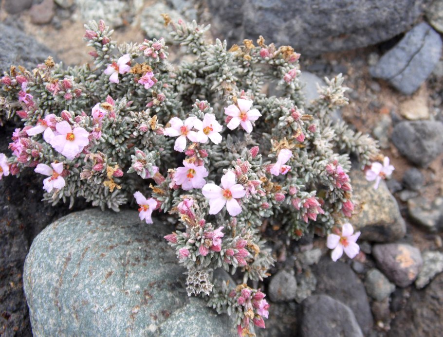 Frankenia pulverulenta