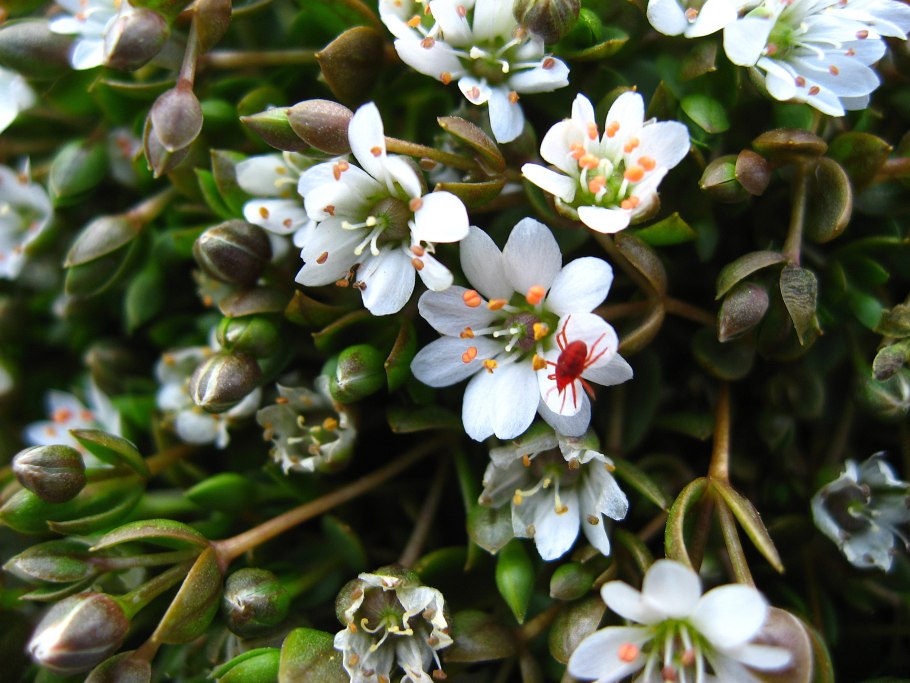 Frankenia pulverulenta