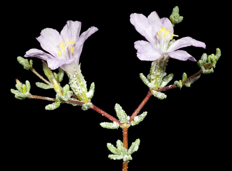 Limonium pectinatum