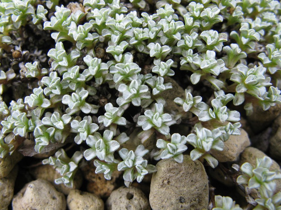 Очанка Звездная трава