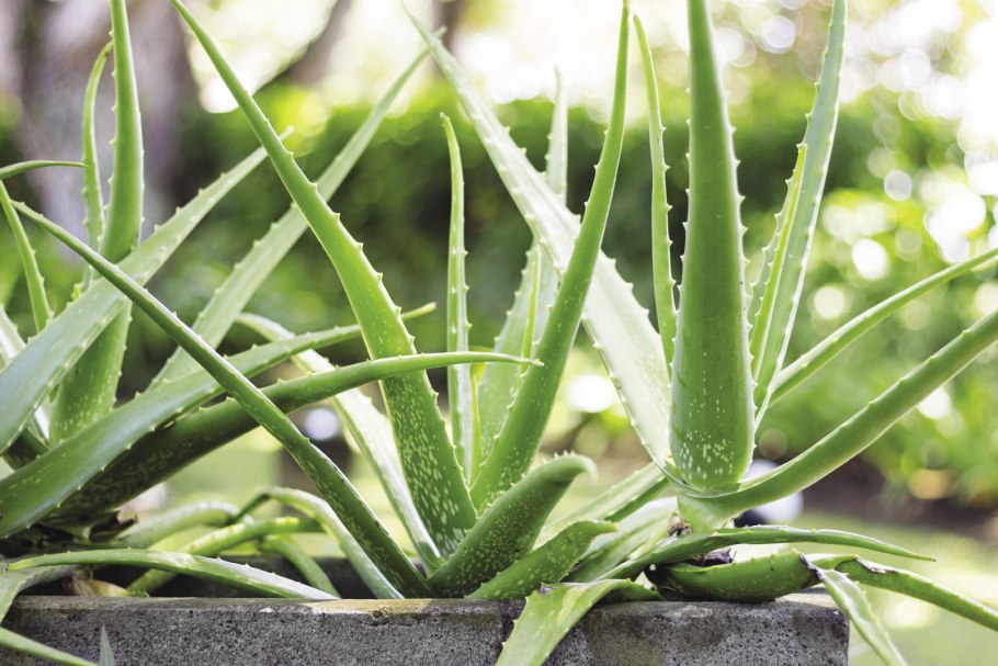 Суккулент алоэ Вера