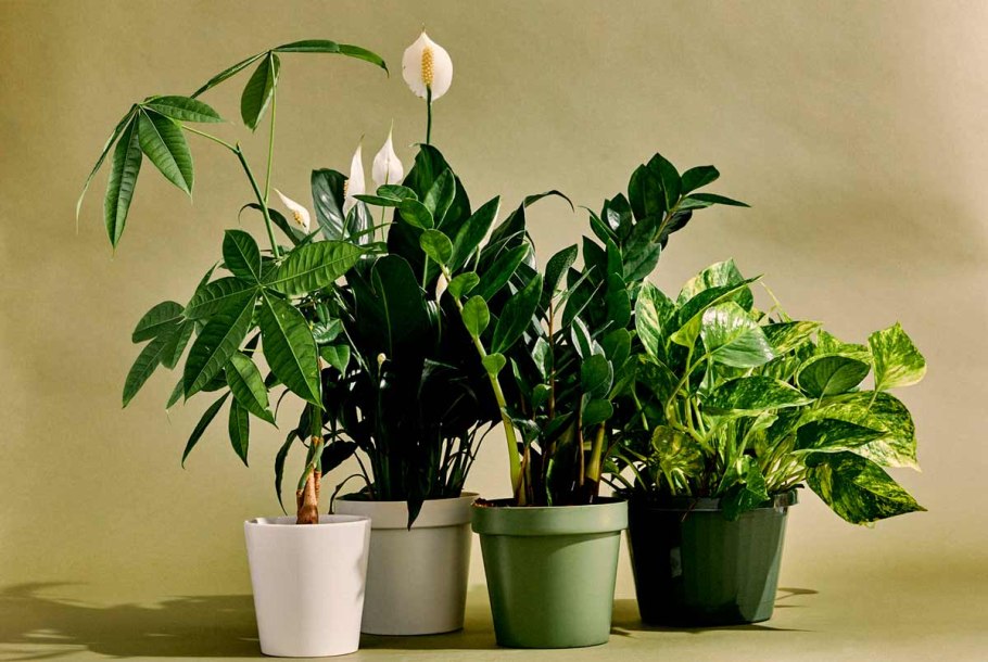 Горшечные растения