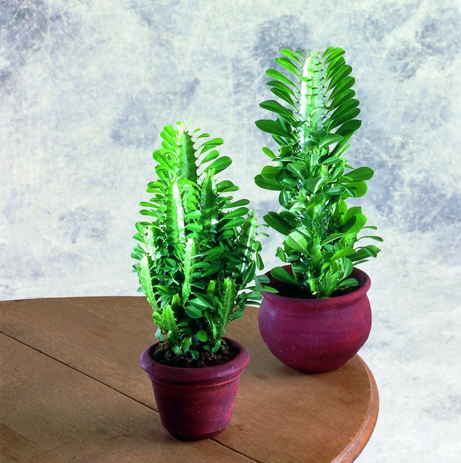 Хлорофитум хохлатый Chlorophytum comosum