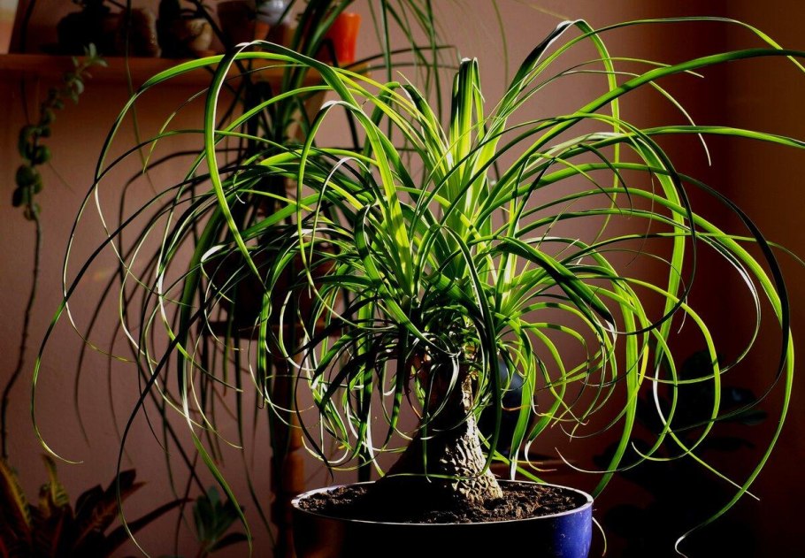 Трахиандра тортилис