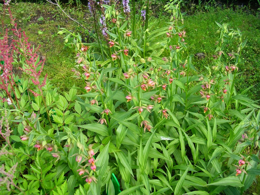 Дремлик Сабина Epipactis Sabine