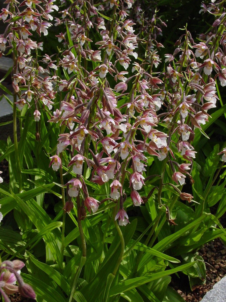 Дремлик зимовниковый – Epipactis helleborine