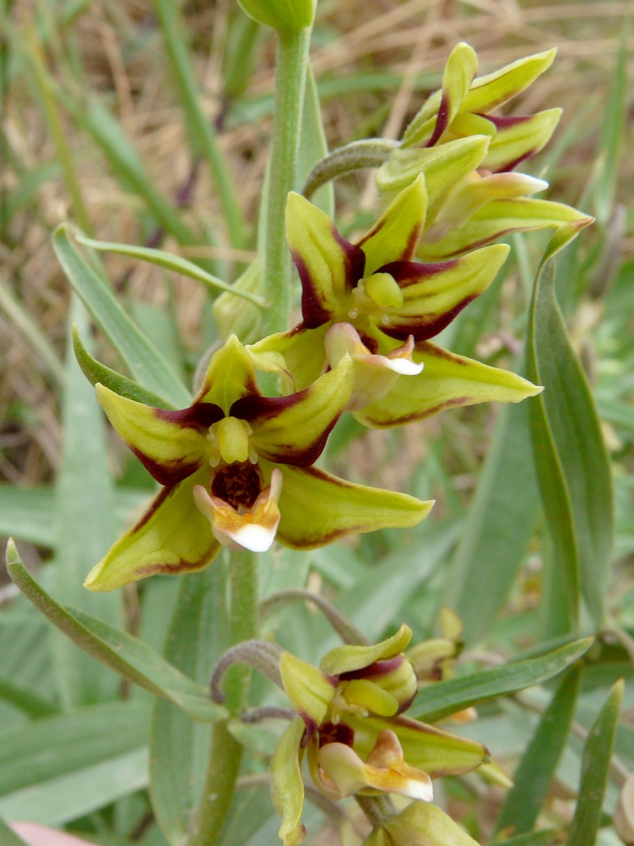 Дремлик зимовниковый – Epipactis helleborine