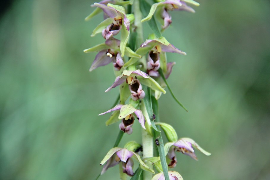 Дремлик болотный Epipactis palustris (l.) Crantz