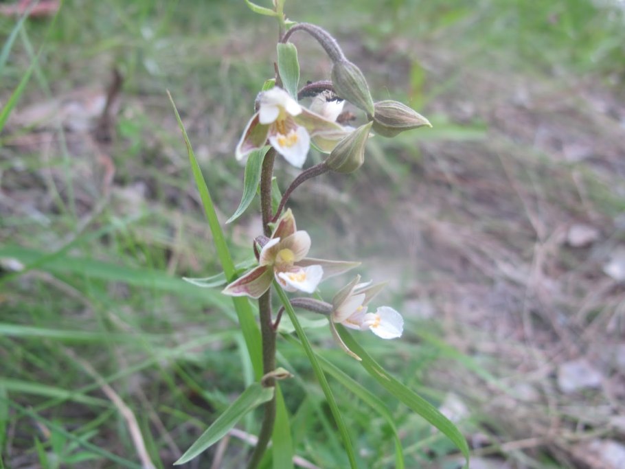 Дремлик Epipactis gigantea