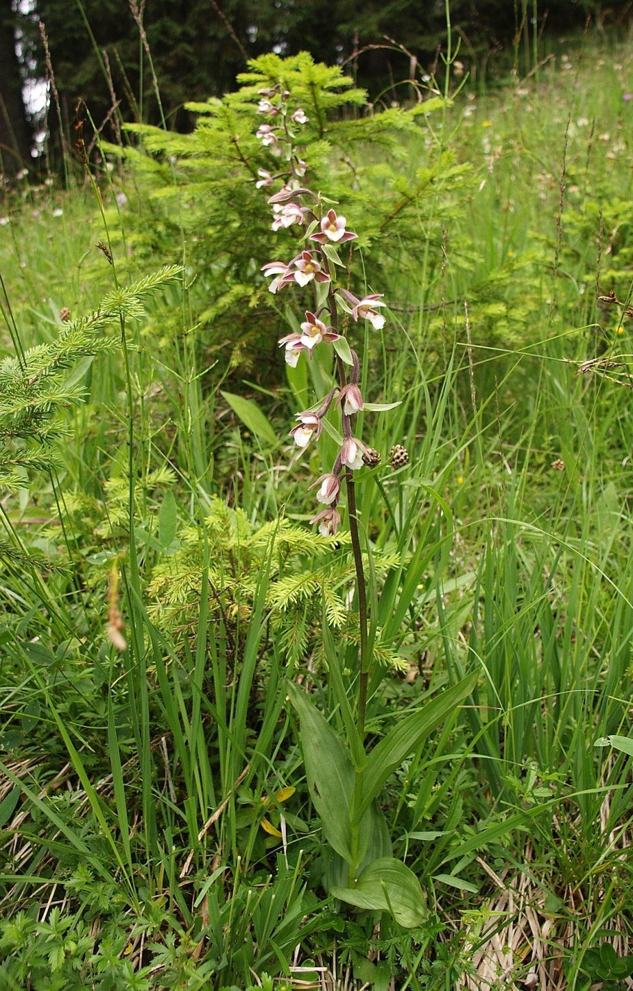 Дремлик темно-красный (Epipactis atrorubens)