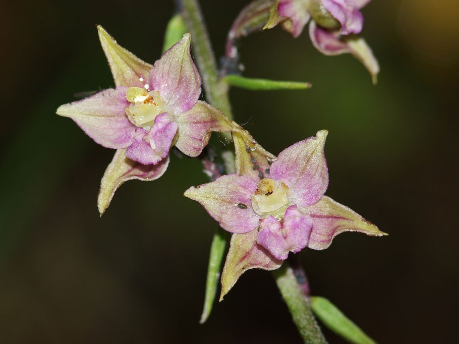 Epipactis thunbergii 'Karuizawa' легкость выращивания