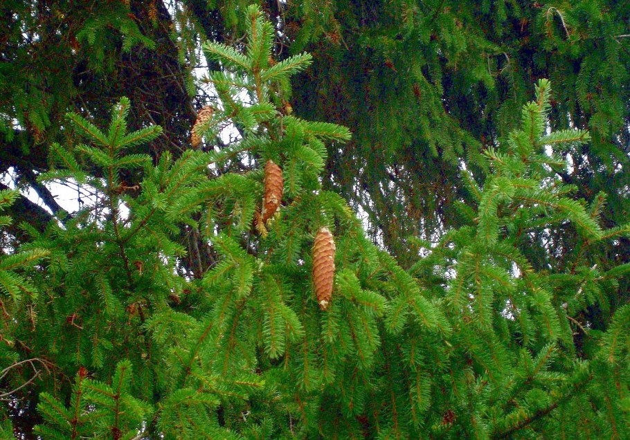 Ель обыкновенная дерево