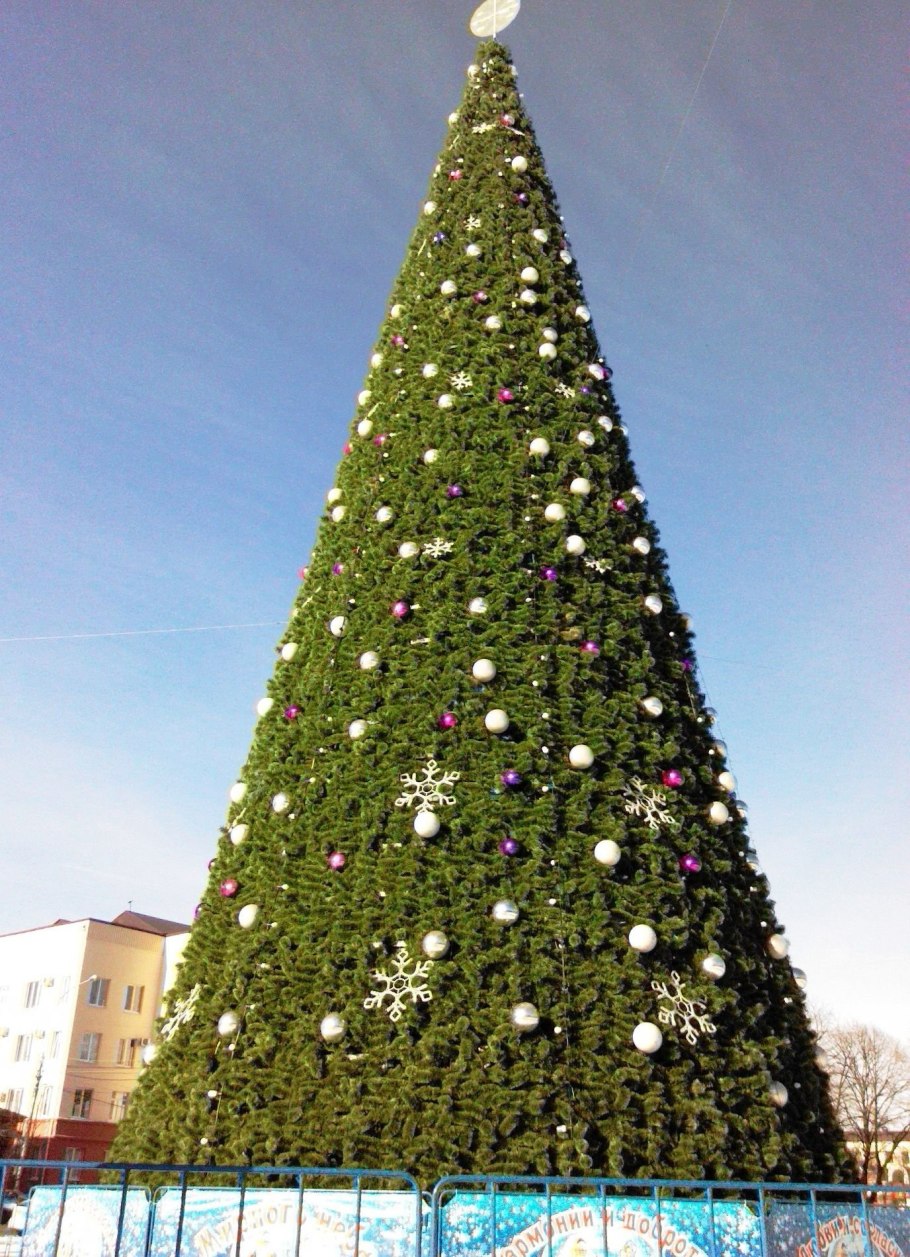 Пихта Сибирская аллея