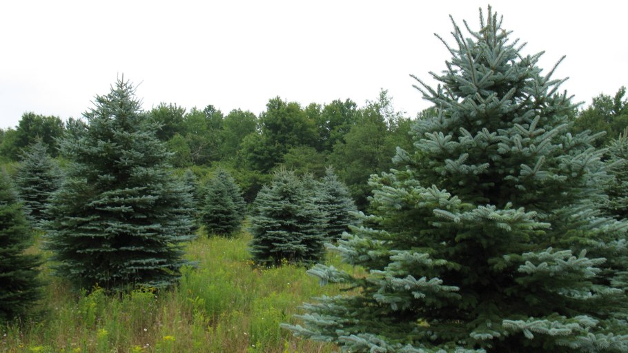 Ель Лесная обыкновенная