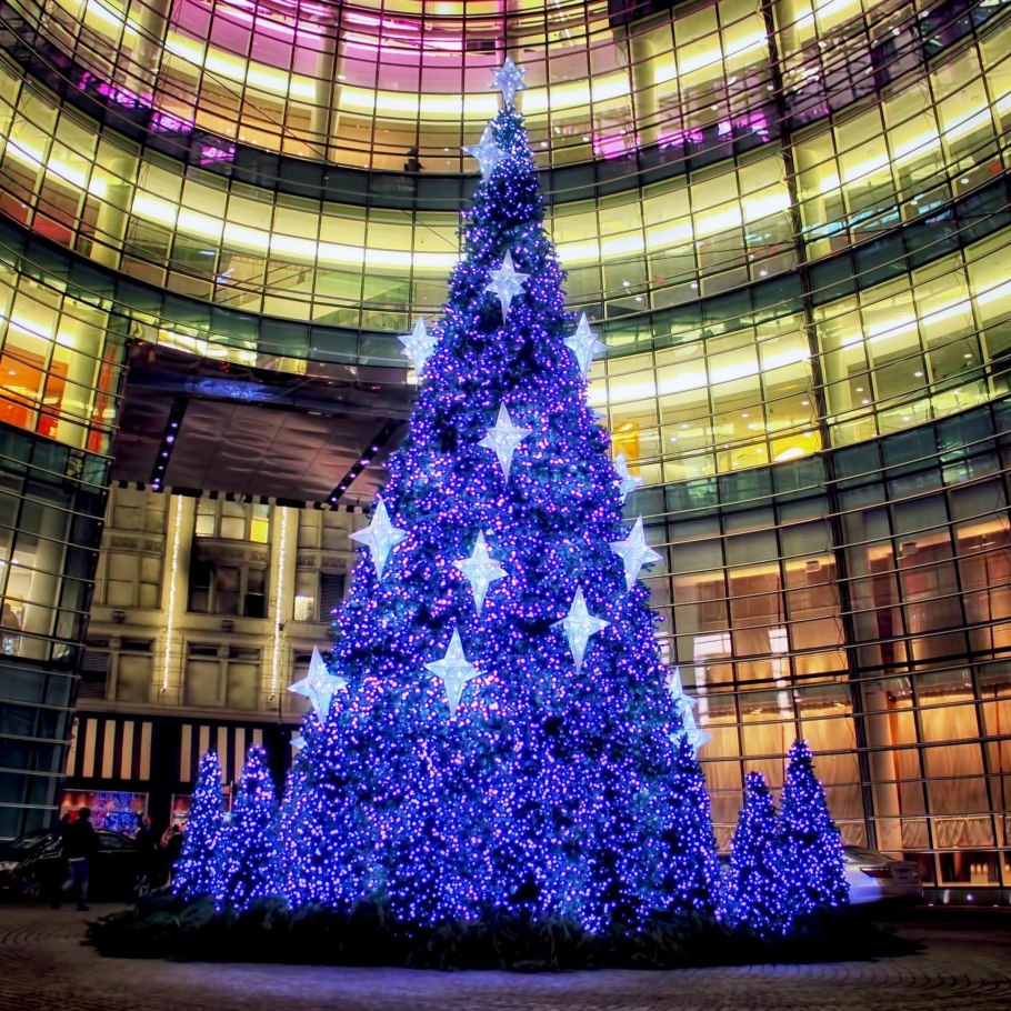 Ель колючая Балатон