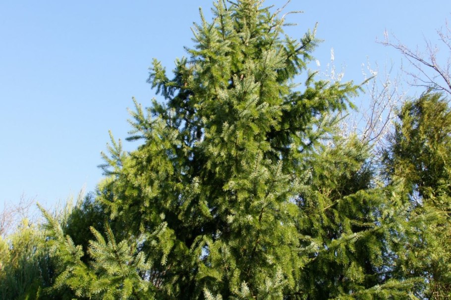 Красивая ель