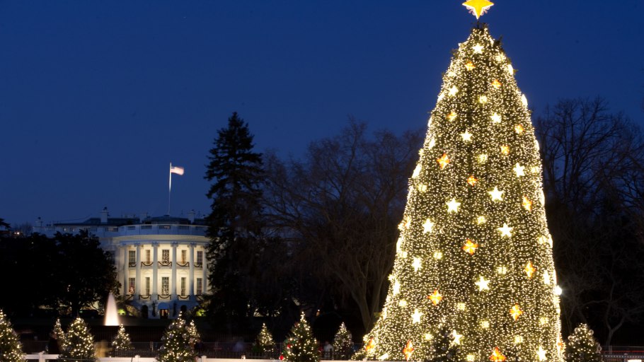 Гигантская ель