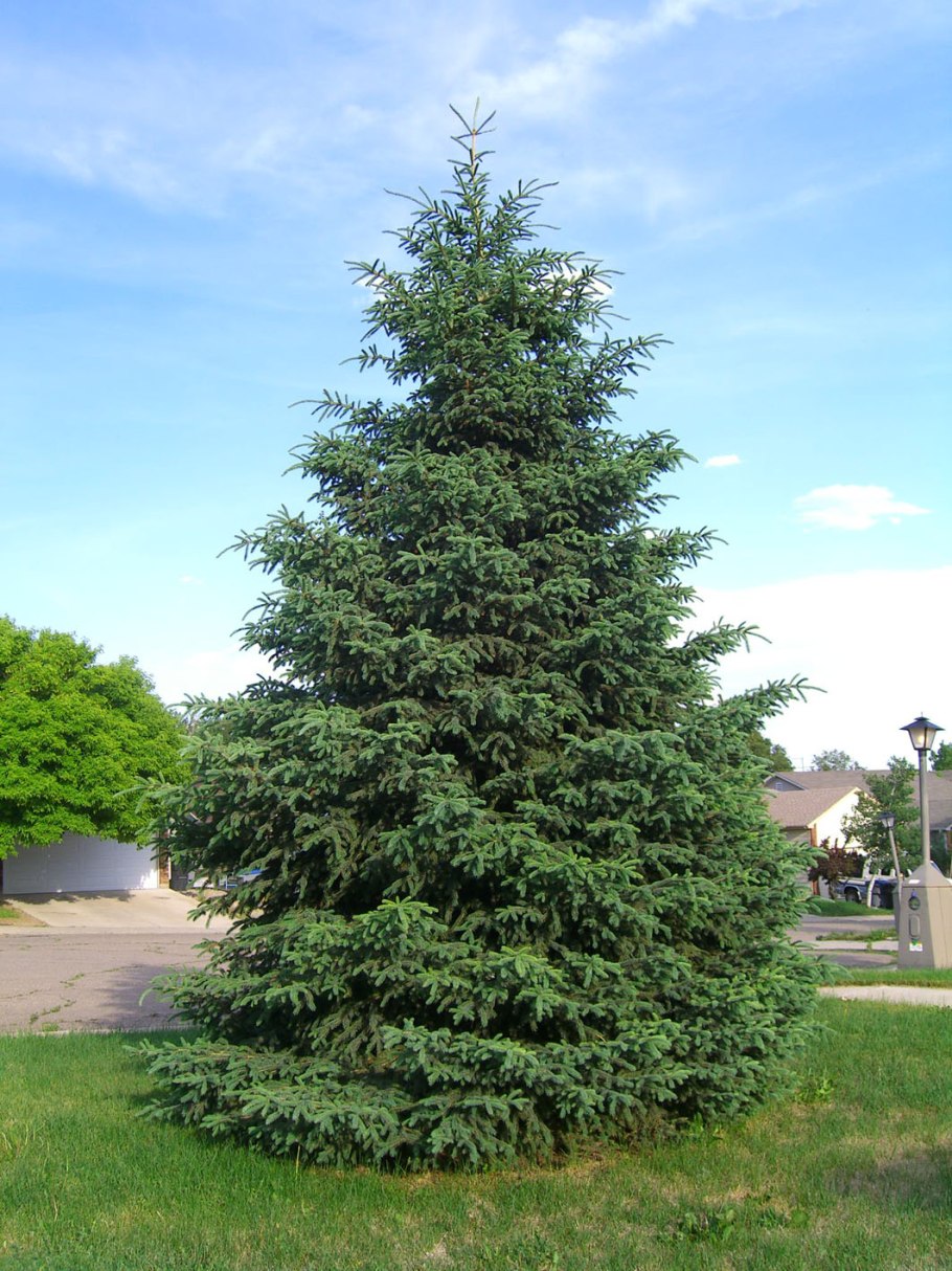 Balsam fir