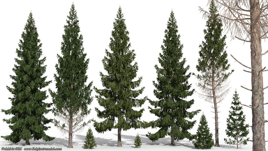 Ель высокая