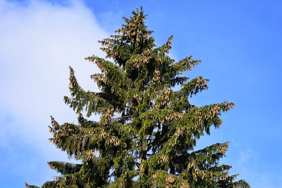 Ель европейская Picea Abies