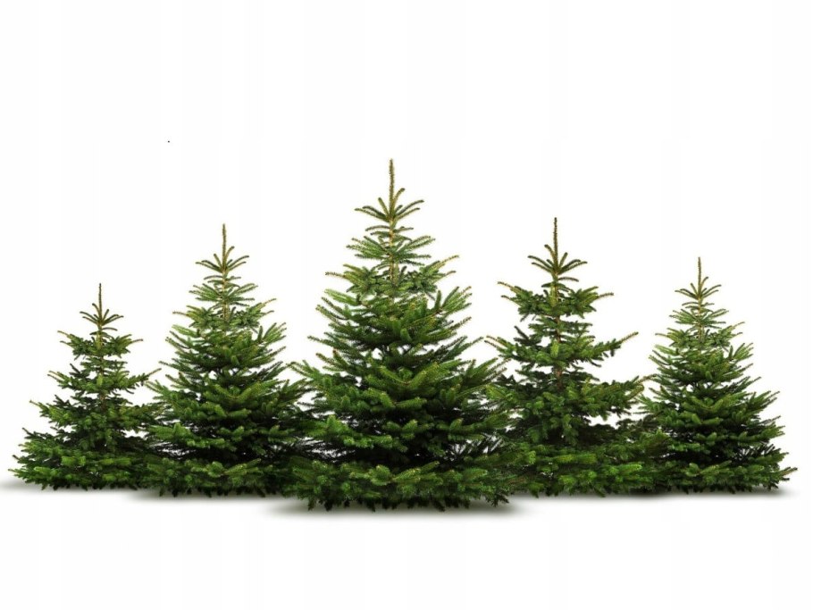 Куала-Лумпур елка