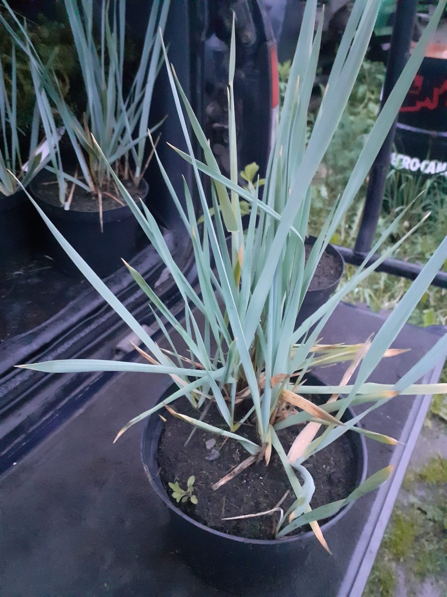 Колосняк песчаный элимус голубой