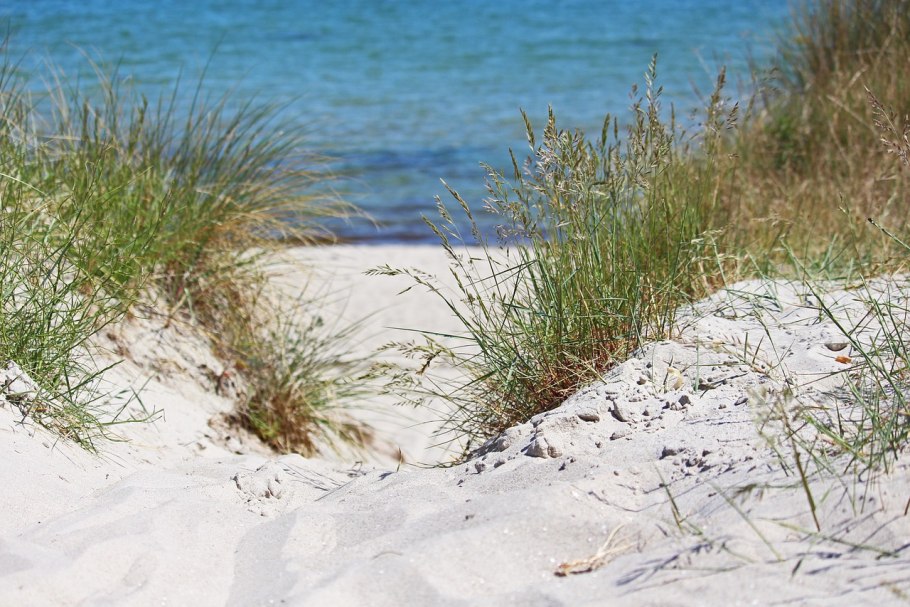 Колосняк песчаный Элимус голубой