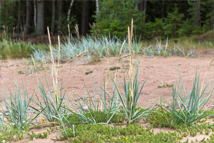Колосняк гигантский