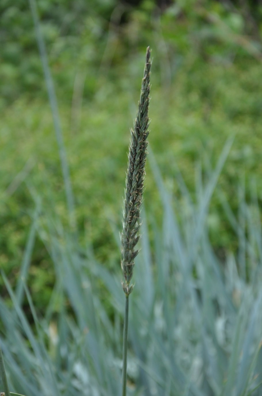 Вострец китайский