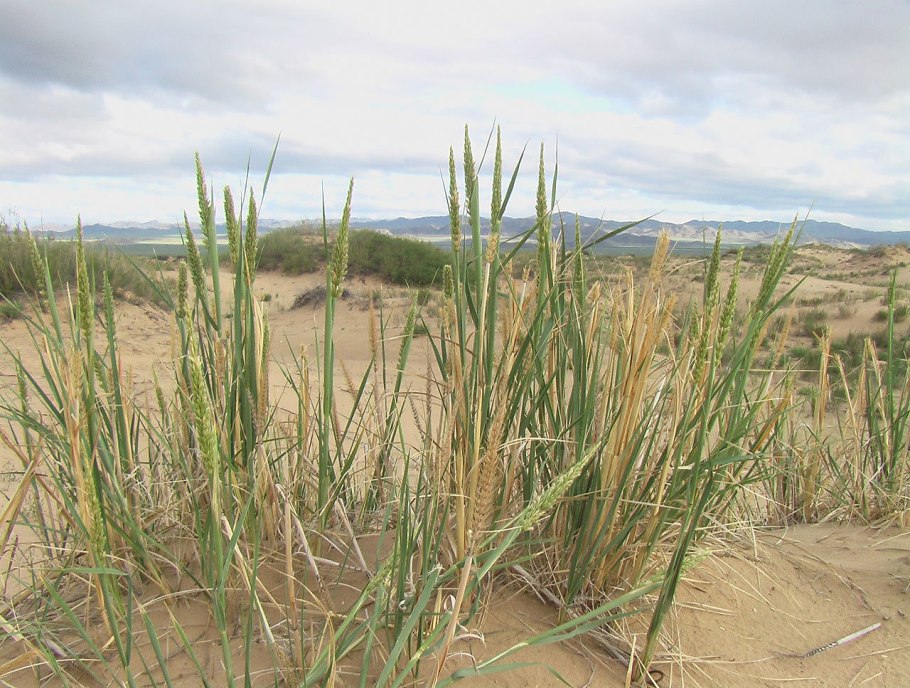 Элимус песчаный (колосняк песчаный)