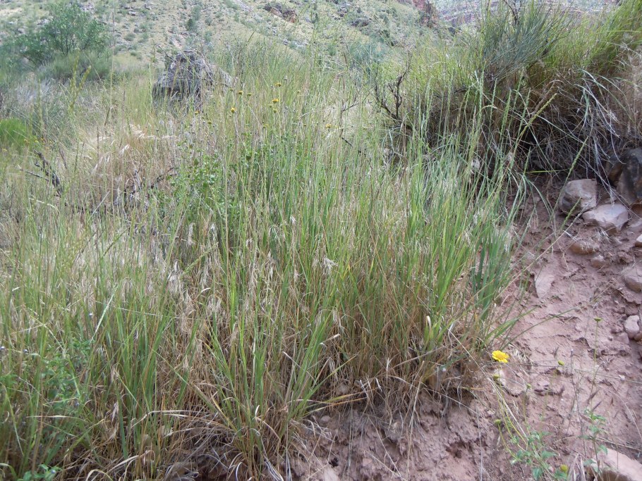 Волоснец ситниковый