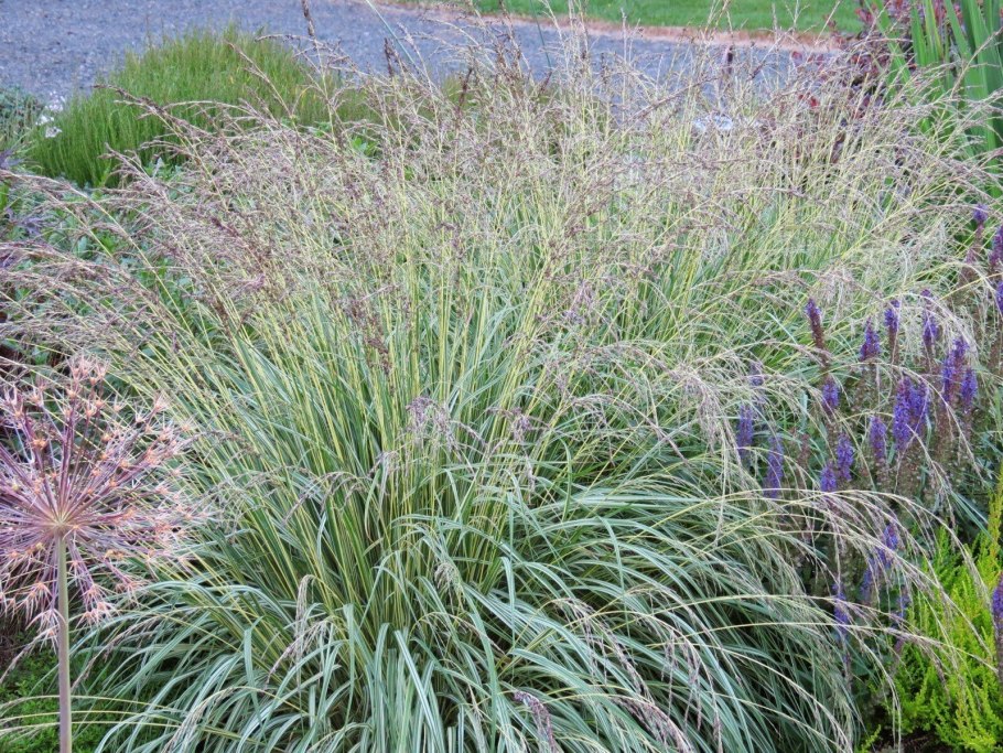 Колосняк ветвистый