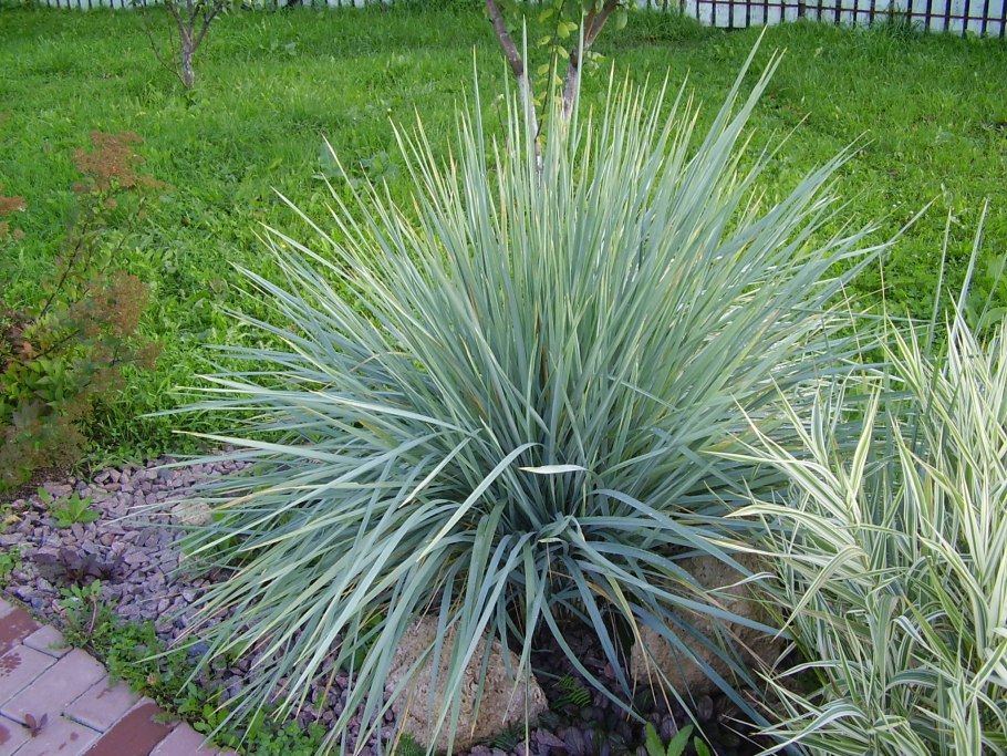 Элимус песчаный (колосняк песчаный)