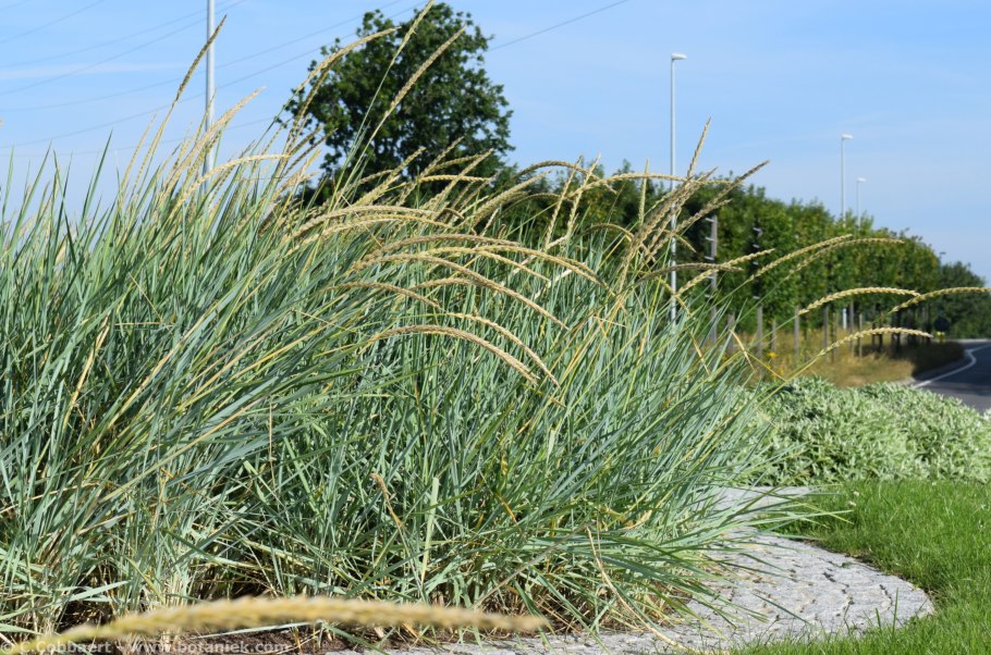 Колосняк ржаной