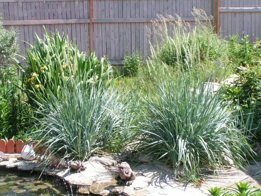 Элимус песчаный (колосняк песчаный)