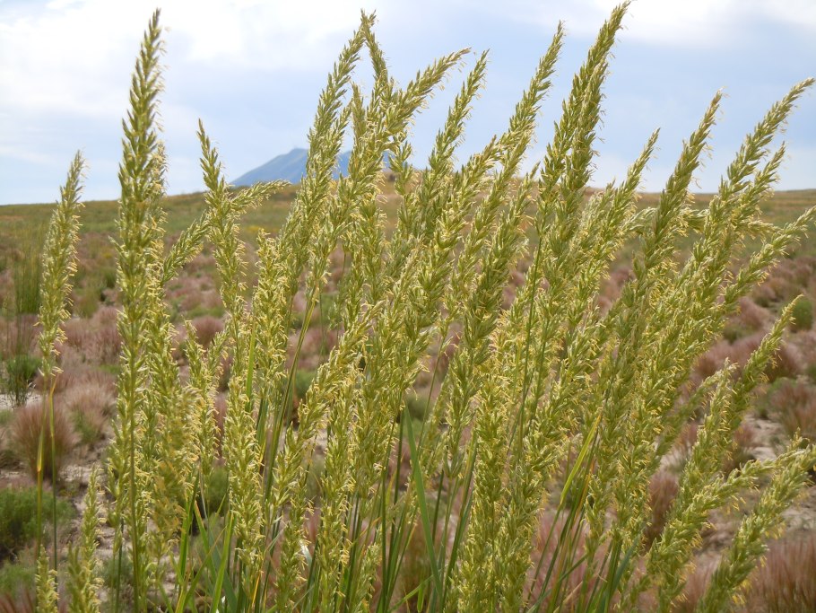 Колосняк (Элимус) песчаный